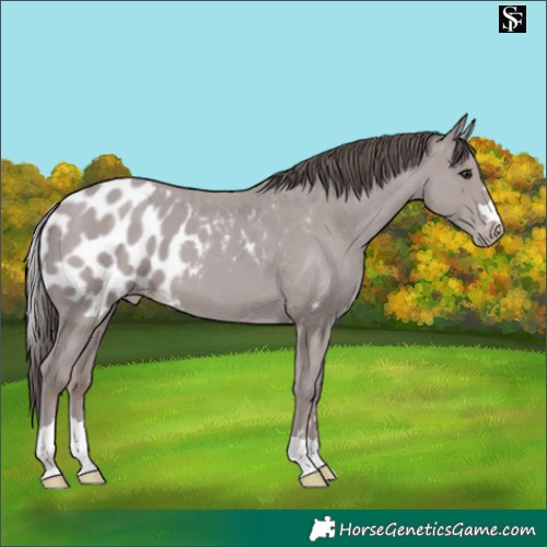 Horse Color:Platinum Classic Champagne Skewed LP Spotted 