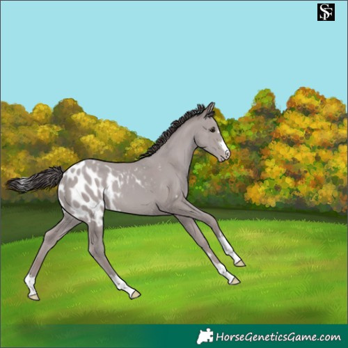 Horse Color:Platinum Classic Champagne Skewed Appaloosa 