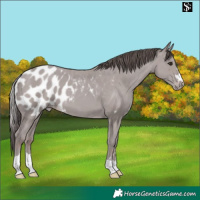 Horse Color:Platinum Classic Champagne Skewed LP Spotted