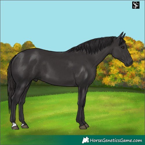 Horse Color:Smoky Black