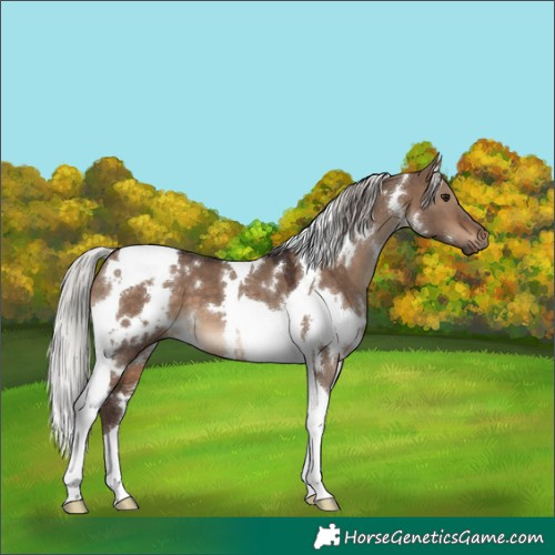 Horse Color:White Spotted Silver Brown Dun Tobiano