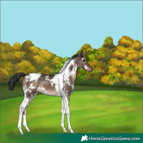 Horse Color:White Spotted Brown Dun Tobiano 
