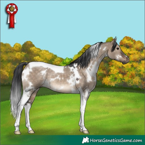 Horse Color:White Spotted Brown Dun Tobiano 