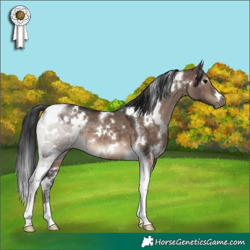Horse Color:White Spotted Brown Dun Tobiano