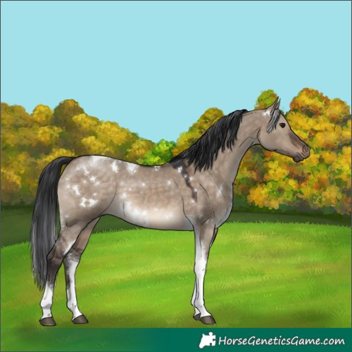 Horse Color:White Spotted Brown Dun Tobiano