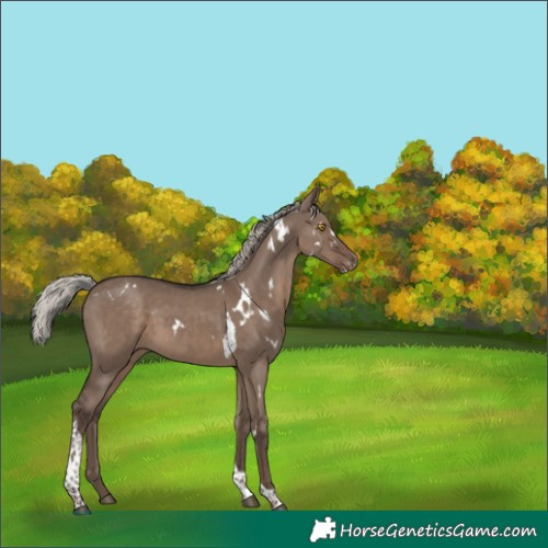 Horse Color:White Spotted Silver Grullo Tobiano Appaloosa Rabicano 