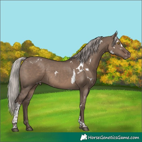 Horse Color:White Spotted Silver Grullo Tobiano Appaloosa Rabicano 