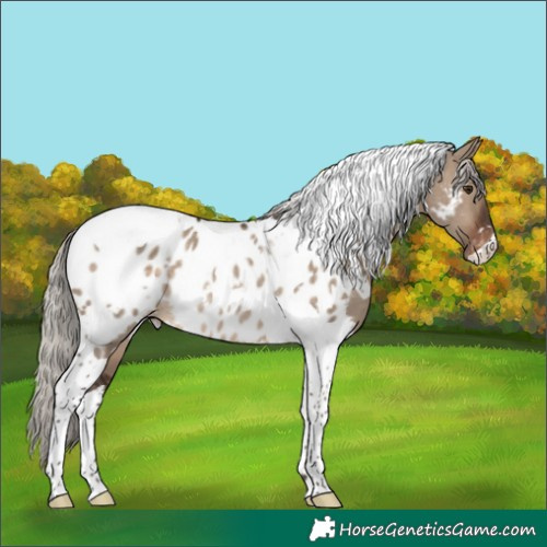 Horse Color:White Spotted Silver Brown Dun Tobiano Appaloosa Rabicano