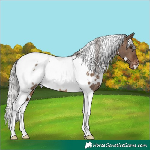 Horse Color:White Spotted Silver Brown Dun Tobiano Appaloosa Rabicano 