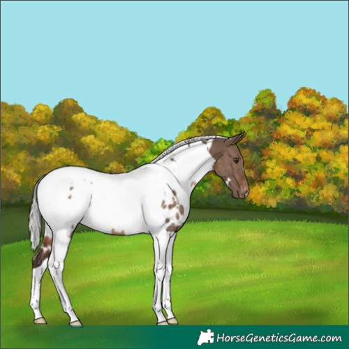 Horse Color:White Spotted Silver Brown Dun Tobiano Appaloosa Rabicano 