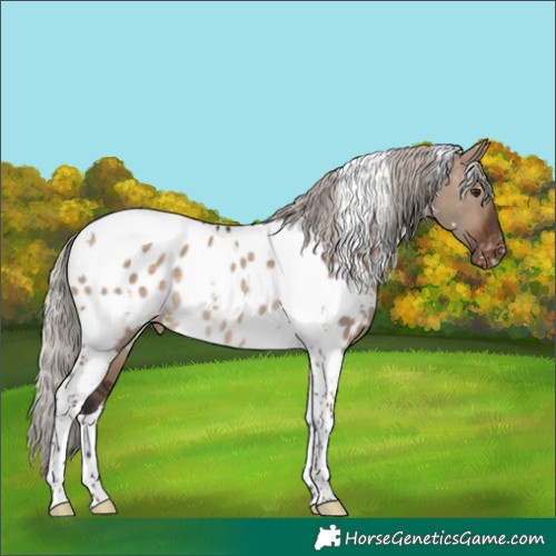 Horse Color:White Spotted Silver Brown Dun Tobiano Appaloosa Rabicano