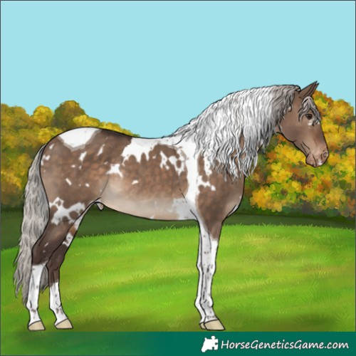 Horse Color:White Spotted Silver Brown Dun Tobiano Appaloosa Rabicano 