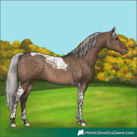 Horse Color:Silver Brown Dun Tobiano Blanket Rabicano