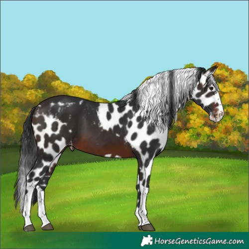 Horse Color:Brown Splash Tobiano Skewed Appaloosa