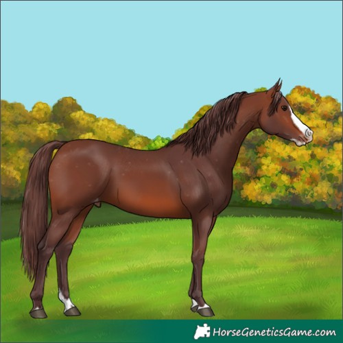 Horse Color:Chocolate Brown Splash Skewed Appaloosa