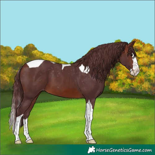 Horse Color:Chocolate Brown Splash Tobiano Skewed Appaloosa 