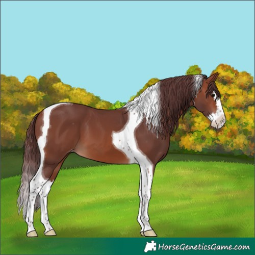 Horse Color:Chocolate Brown Splash Tobiano Skewed Appaloosa