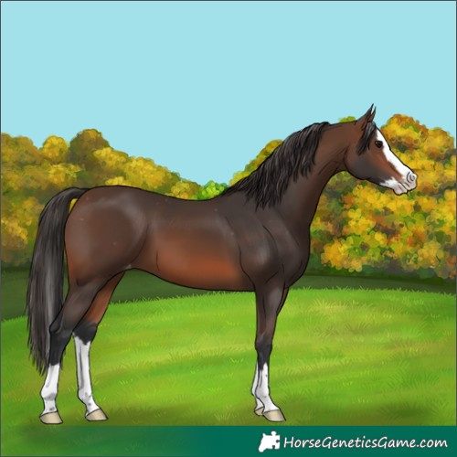 Horse Color:Brown Splash Skewed Appaloosa 