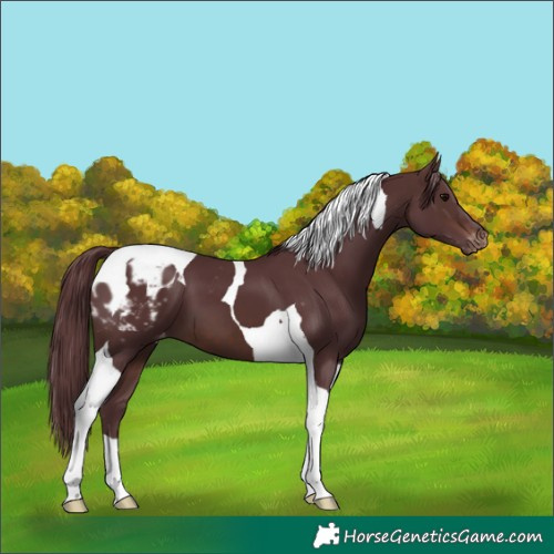 Horse Color:Chocolate Brown Tobiano Skewed Appaloosa