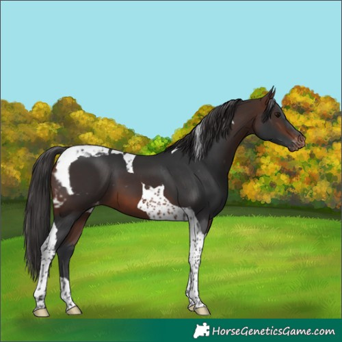 Horse Color:Brown Tobiano Skewed Appaloosa