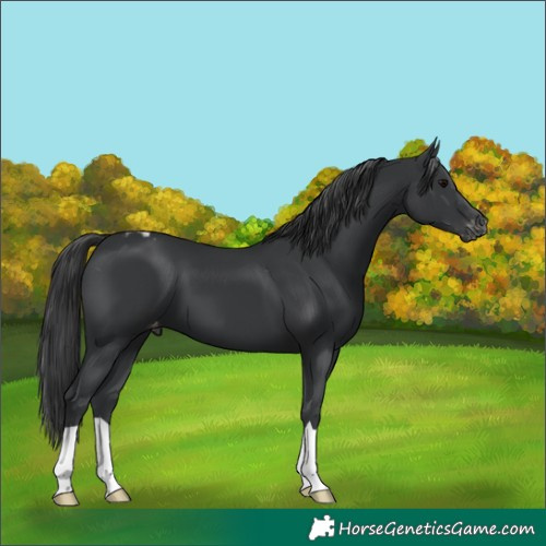 Horse Color:Black Skewed Appaloosa 
