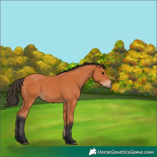 Horse Color:Bay 