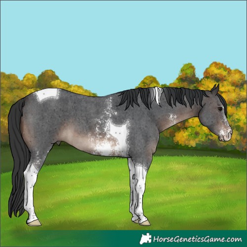 Horse Color:Brown Sabino Tobiano