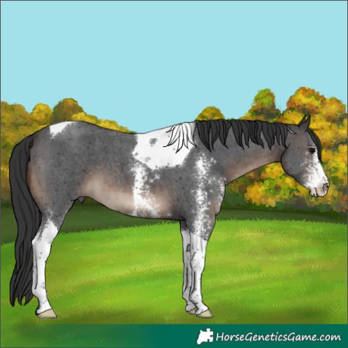 Horse Color:Brown Sabino Tobiano