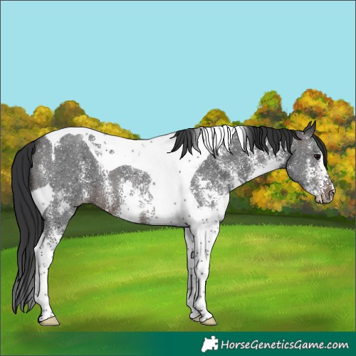 Horse Color:Brown Sabino Tobiano