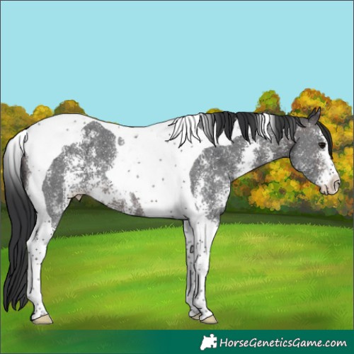 Horse Color:Brown Sabino Tobiano