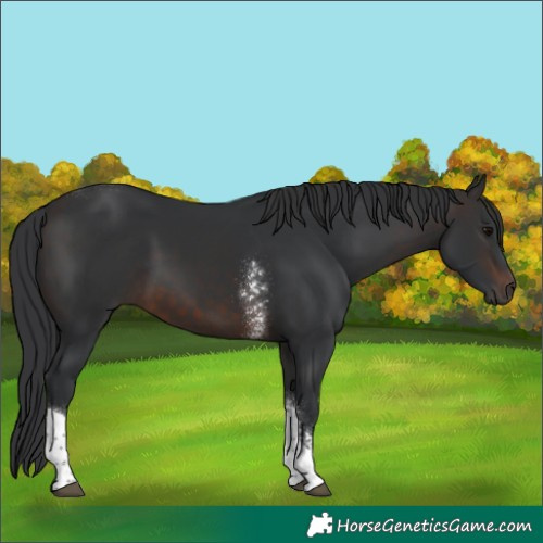 Horse Color:Brown Sabino Tobiano 