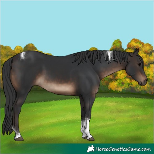 Horse Color:Brown Sabino Tobiano