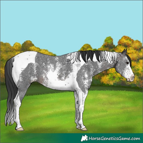 Horse Color:Brown Sabino Tobiano
