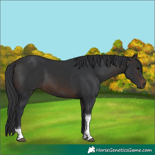 Horse Color:Brown Sabino Tobiano