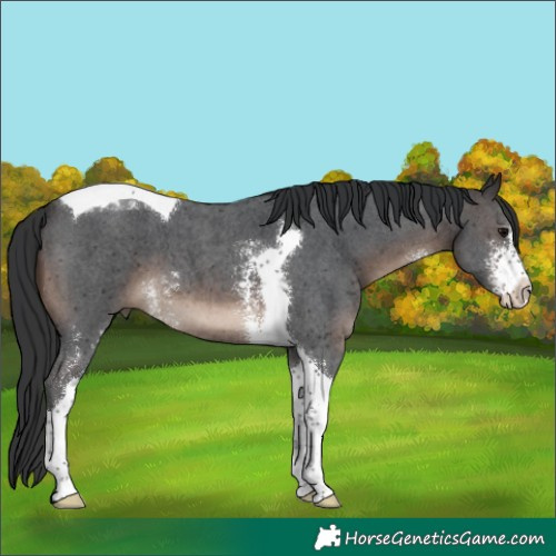 Horse Color:Brown Sabino Tobiano