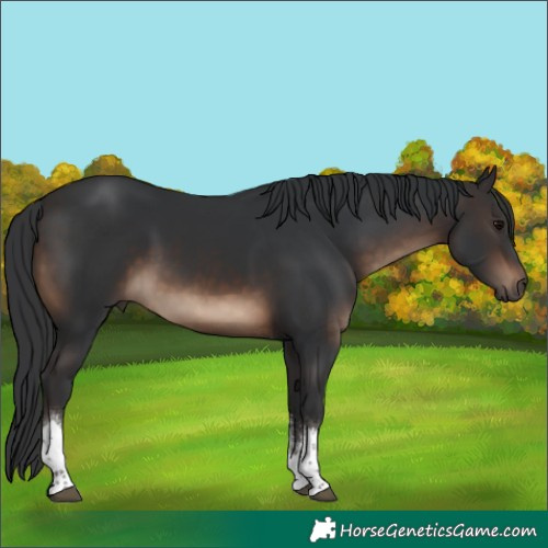 Horse Color:Brown Sabino Tobiano 