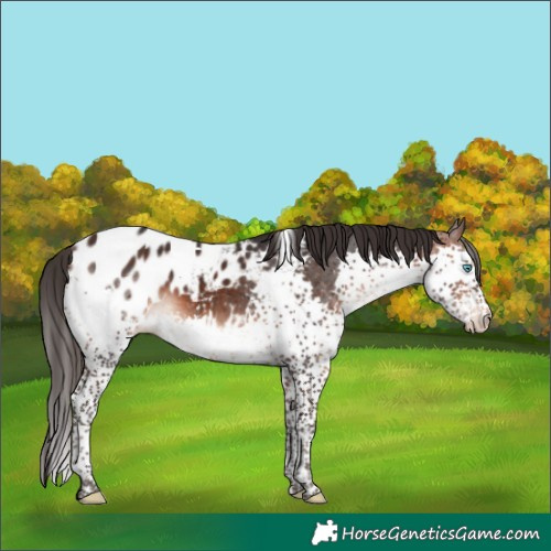 Horse Color:Brown Splash Tobiano Blanket 
