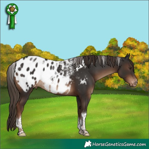 Horse Color:Powder White Liver Chestnut Tobiano Appaloosa 