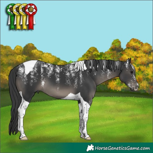 Horse Color:Powder White Black Tobiano