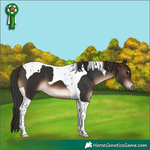 Horse Color:Brown Tobiano 
