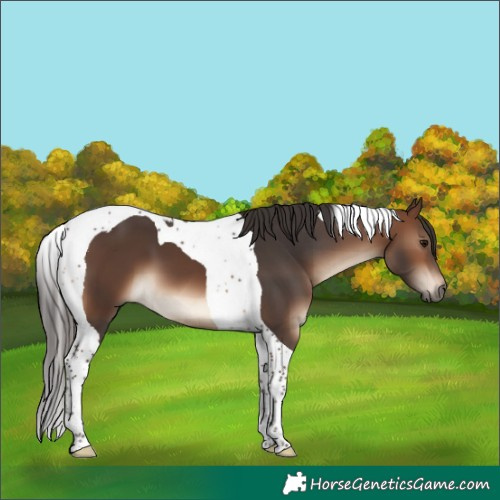 Horse Color:Brown Tobiano 