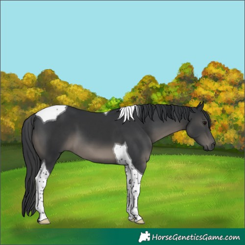 Horse Color:Black Tobiano
