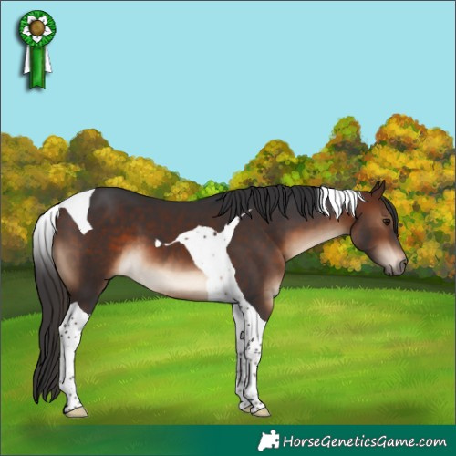 Horse Color:Brown Tobiano