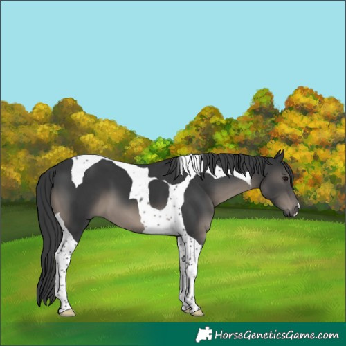Horse Color:Black Tobiano 