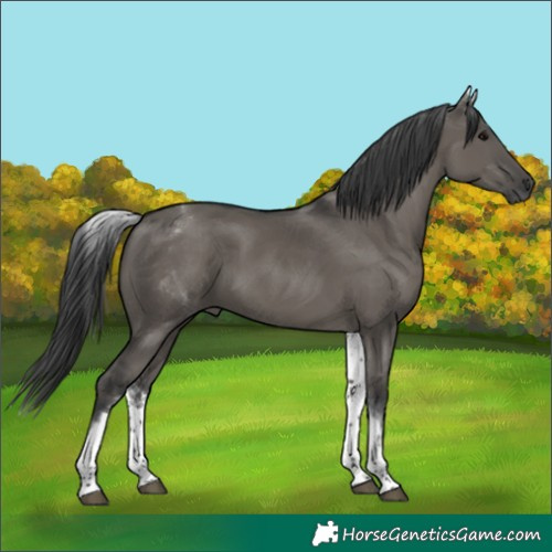 Horse Color:White Spotted Grullo Rabicano 