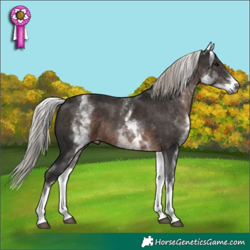 Horse Color:Gray White Spotted Silver Black Rabicano 