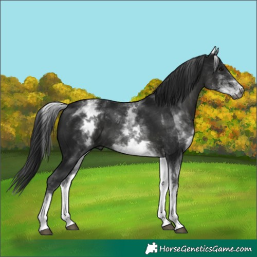Horse Color:Gray White Spotted Black 