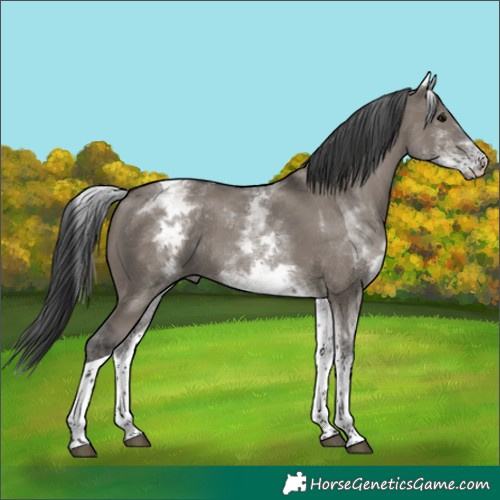 Horse Color:White Spotted Grullo Tobiano Rabicano