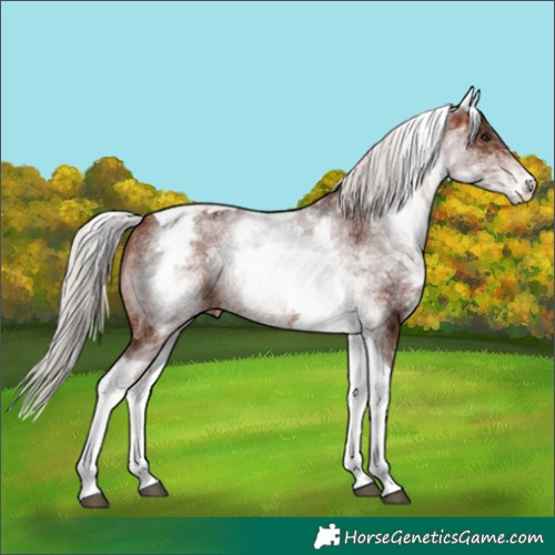 Horse Color:White Spotted Silver Bay Tobiano Rabicano 