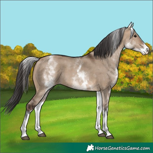 Horse Color:White Spotted Brown Dun 
